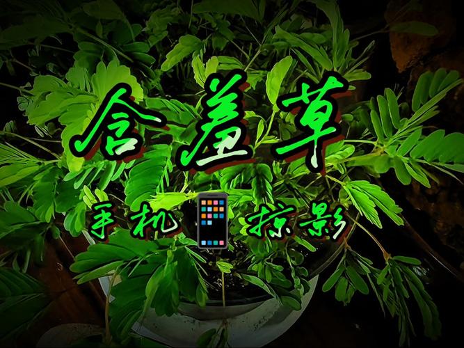 免费视频下载app推荐：支持高清无水印保存的离线缓存工具